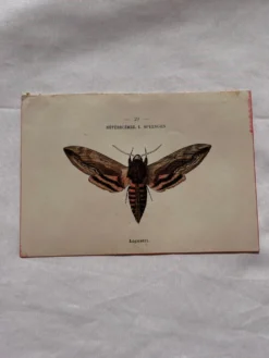Gravure naturaliste Papillon 19eme affiche botanique originale 1800