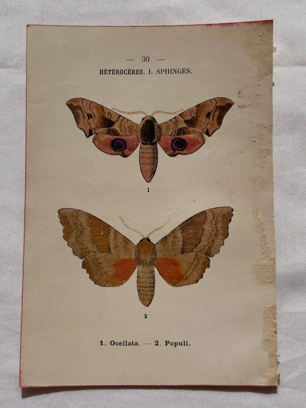 Gravure naturaliste Papillon 19eme affiche botanique originale 1800