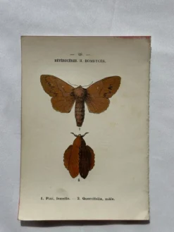 Gravure naturaliste Papillon 19eme affiche botanique originale 1800