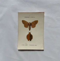 Gravure naturaliste Papillon 19eme affiche botanique originale 1800