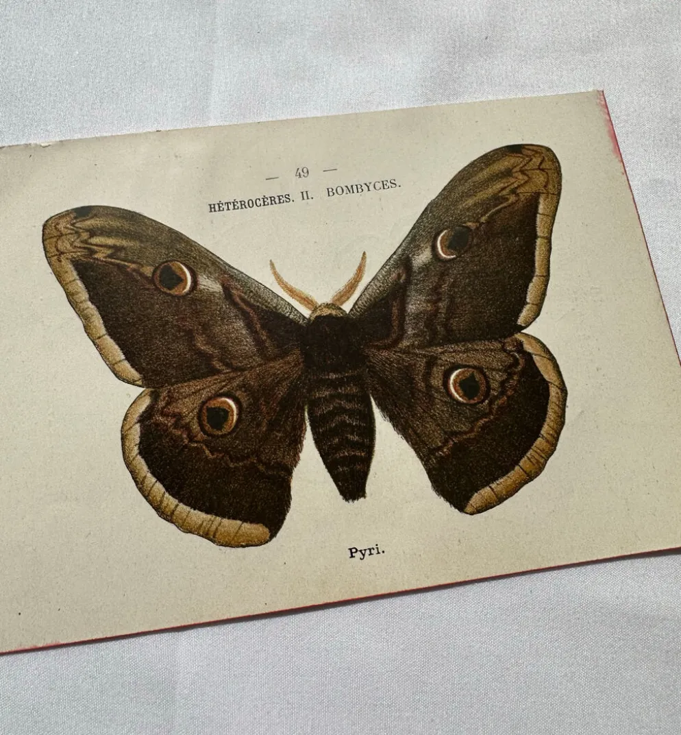 Gravure naturaliste Papillon 19eme affiche botanique originale 1800