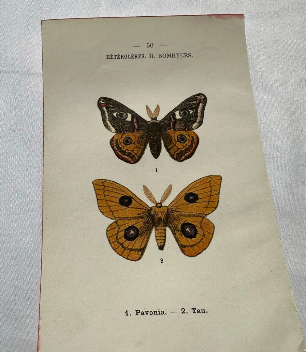 Gravure naturaliste Papillon 19eme affiche botanique originale 1800