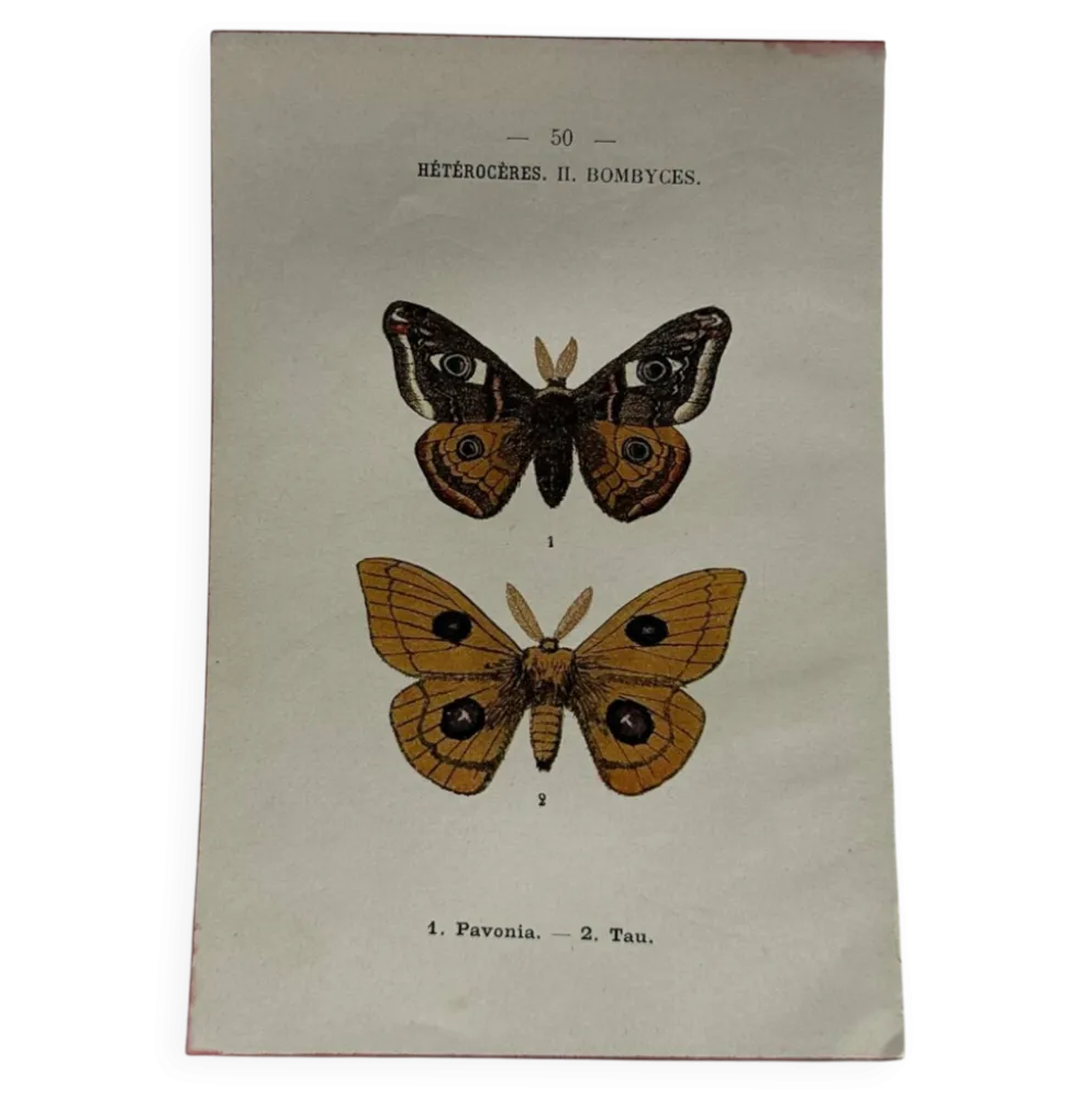 Gravure naturaliste Papillon 19eme affiche botanique originale 1800