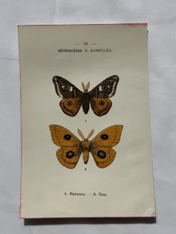 Gravure naturaliste Papillon 19eme affiche botanique originale 1800