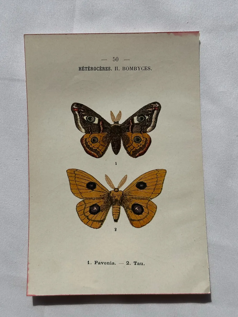 Gravure naturaliste Papillon 19eme affiche botanique originale 1800