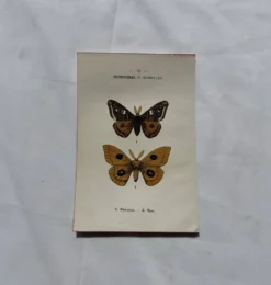 Gravure naturaliste Papillon 19eme affiche botanique originale 1800