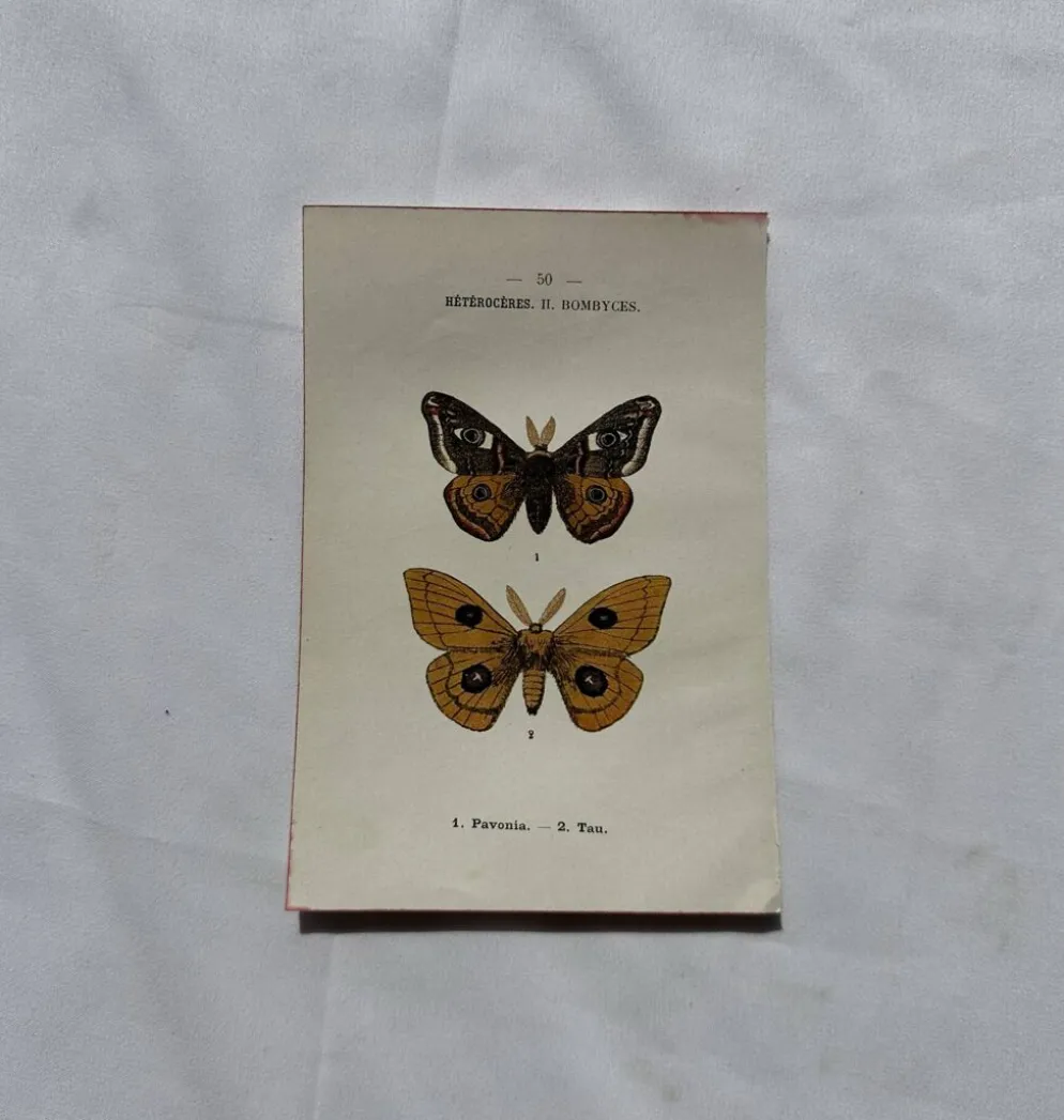 Gravure naturaliste Papillon 19eme affiche botanique originale 1800