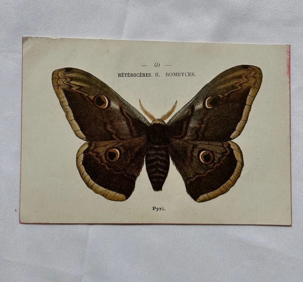 Gravure naturaliste Papillon 19eme affiche botanique originale 1800