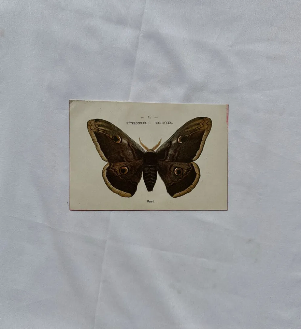 Gravure naturaliste Papillon 19eme affiche botanique originale 1800