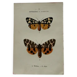 Gravure naturaliste Papillon 19eme affiche botanique originale 1800