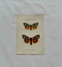 Gravure naturaliste Papillon 19eme affiche botanique originale 1800