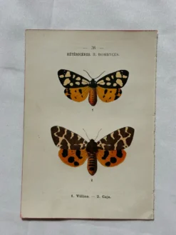 Gravure naturaliste Papillon 19eme affiche botanique originale 1800
