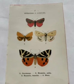 Gravure naturaliste Papillon 19eme affiche botanique originale 1800