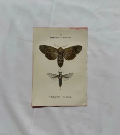 Gravure naturaliste Papillon 19eme affiche botanique originale 1800