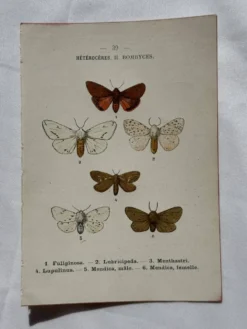 Gravure naturaliste Papillon 19eme affiche botanique originale 1800
