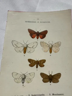 Gravure naturaliste Papillon 19eme affiche botanique originale 1800
