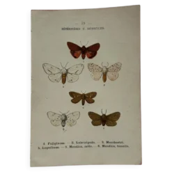 Gravure naturaliste Papillon 19eme affiche botanique originale 1800