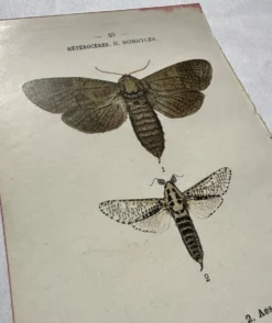 Gravure naturaliste Papillon 19eme affiche botanique originale 1800