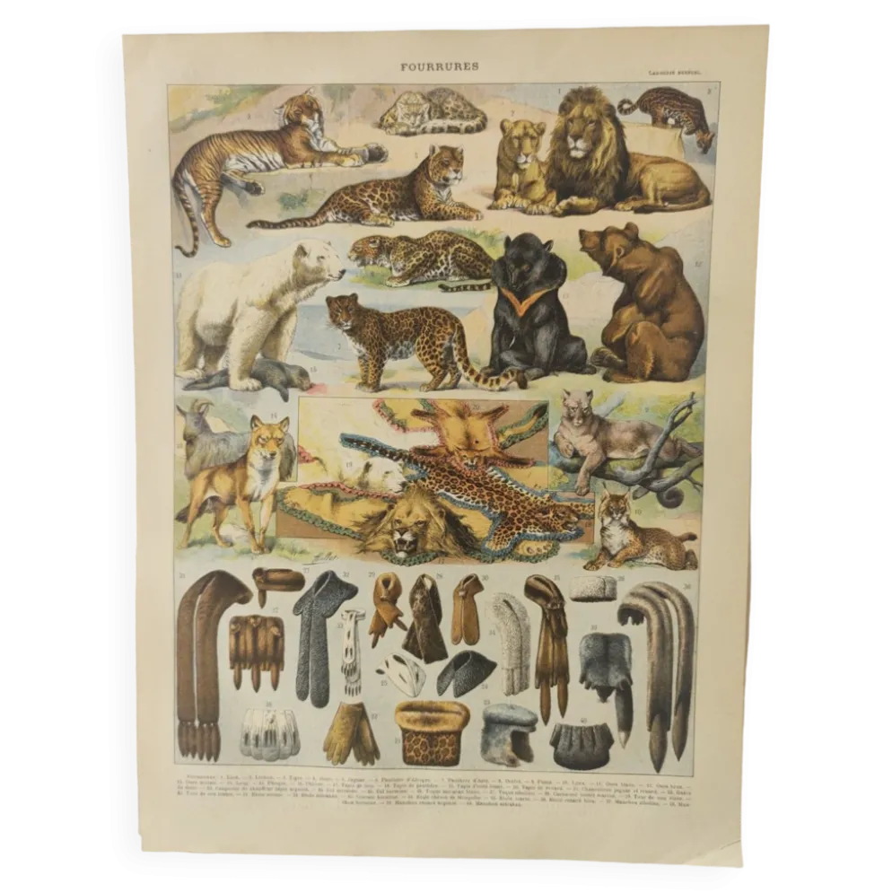 Gravure originale • Animaux à fourrures (2) • Affiche ancienne et vintage de 1909