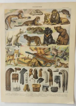 Gravure originale • Animaux à fourrures (2) • Affiche ancienne et vintage de 1909