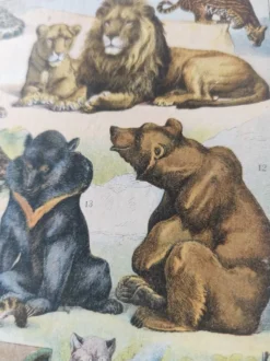 Gravure originale • Animaux à fourrures (2) • Affiche ancienne et vintage de 1909