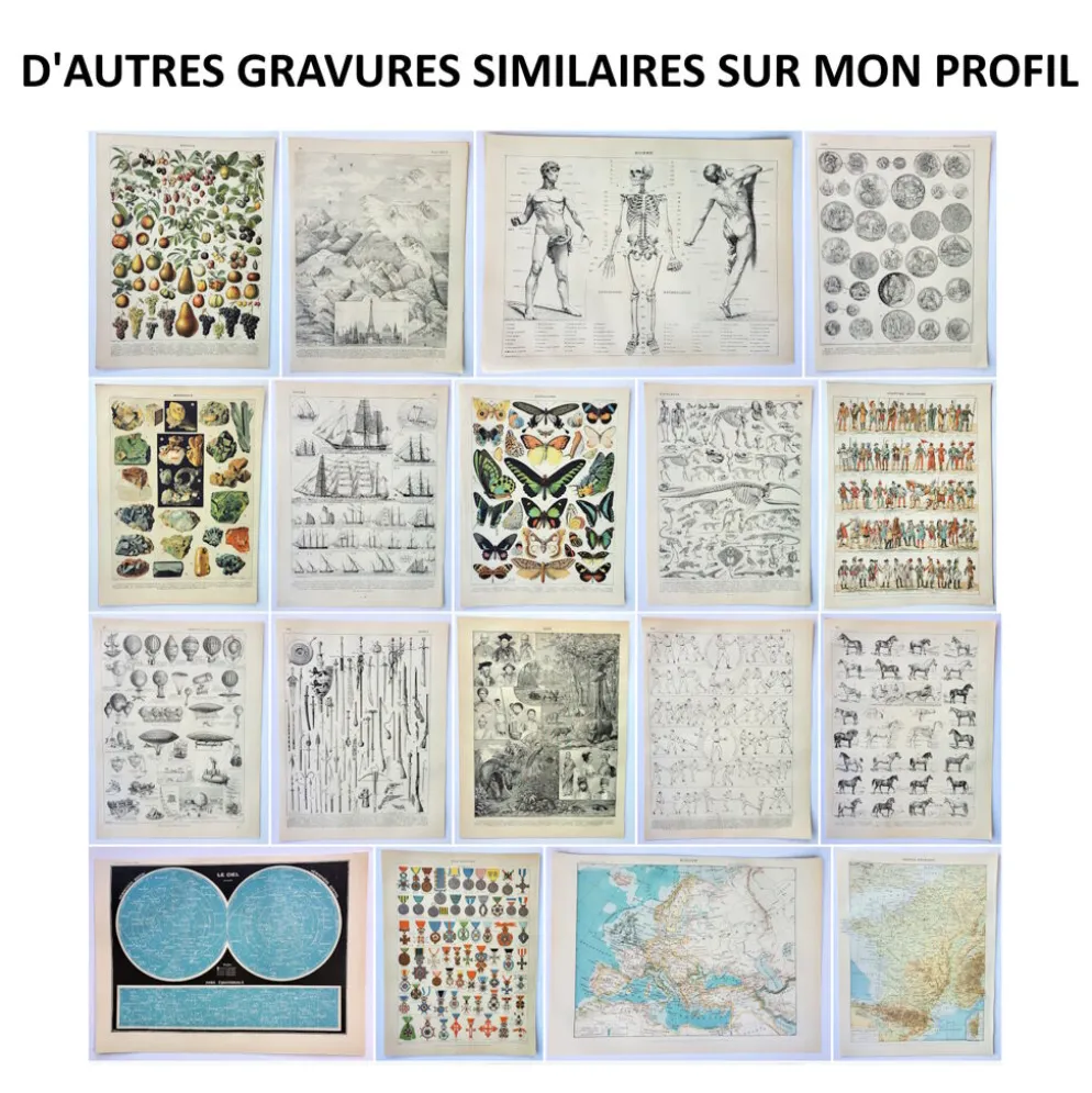 Gravure originale • Animaux à fourrures (2) • Affiche ancienne et vintage de 1909