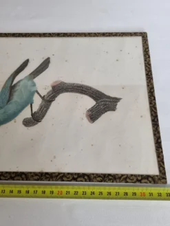 Gravure originale du début du XIXème siècle, Barbu à gorge bleue d'après Jacques Barraband (1806)