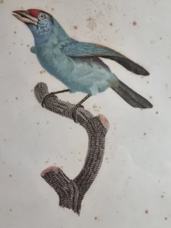 Gravure originale du début du XIXème siècle, Barbu à gorge bleue d'après Jacques Barraband (1806)