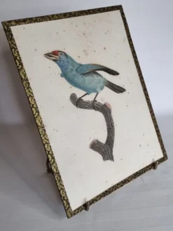 Gravure originale du début du XIXème siècle, Barbu à gorge bleue d'après Jacques Barraband (1806)