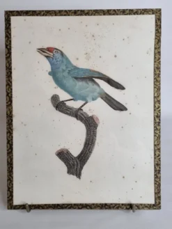 Gravure originale du début du XIXème siècle, Barbu à gorge bleue d'après Jacques Barraband (1806)