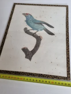 Gravure originale du début du XIXème siècle, Barbu à gorge bleue d'après Jacques Barraband (1806)