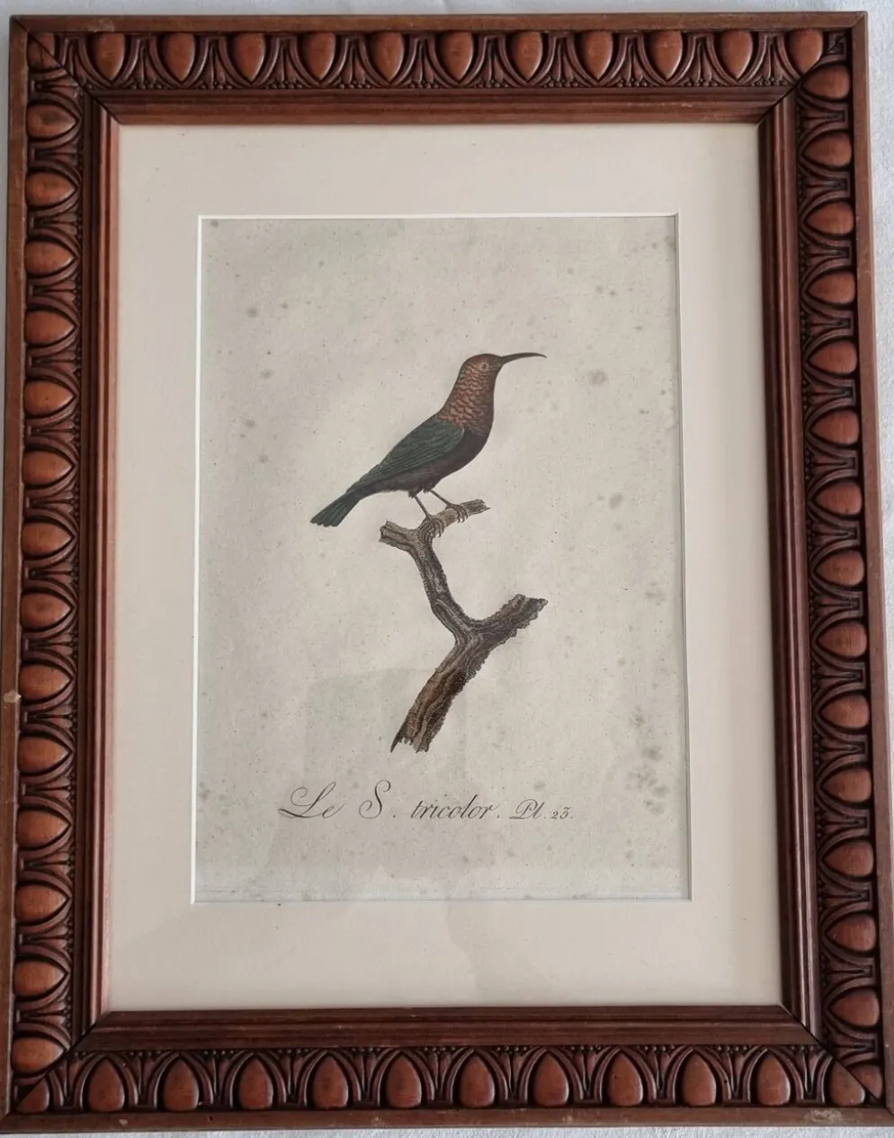 Gravures ornithologiques Audebert & Vieillot 1802 encadrées 50x40 cm