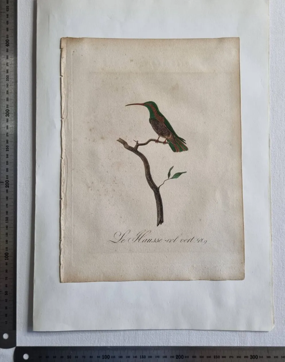 Gravures ornithologiques Audebert & Vieillot 1802 encadrées 50x40 cm
