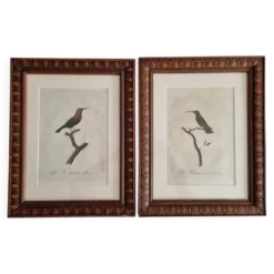 Gravures ornithologiques Audebert & Vieillot 1802 encadrées 50x40 cm