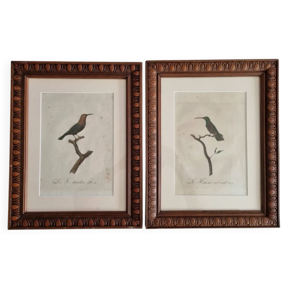 Gravures ornithologiques Audebert & Vieillot 1802 encadrées 50x40 cm