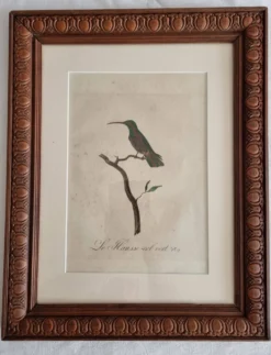 Gravures ornithologiques Audebert & Vieillot 1802 encadrées 50x40 cm