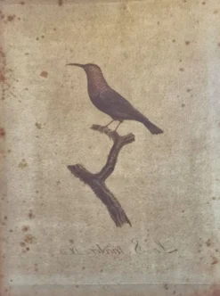 Gravures ornithologiques Audebert & Vieillot 1802 encadrées 50x40 cm