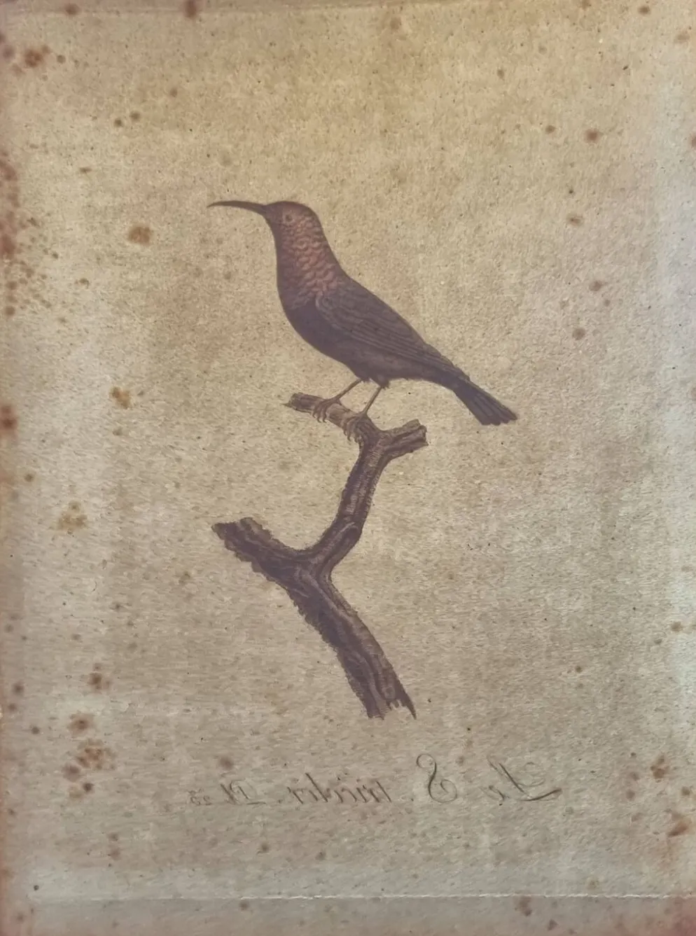 Gravures ornithologiques Audebert & Vieillot 1802 encadrées 50x40 cm