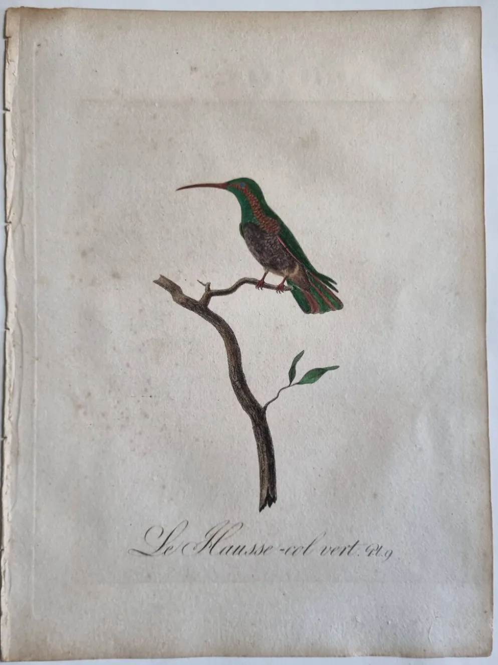 Gravures ornithologiques Audebert & Vieillot 1802 encadrées 50x40 cm