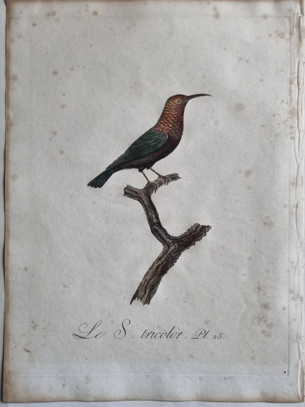 Gravures ornithologiques Audebert & Vieillot 1802 encadrées 50x40 cm