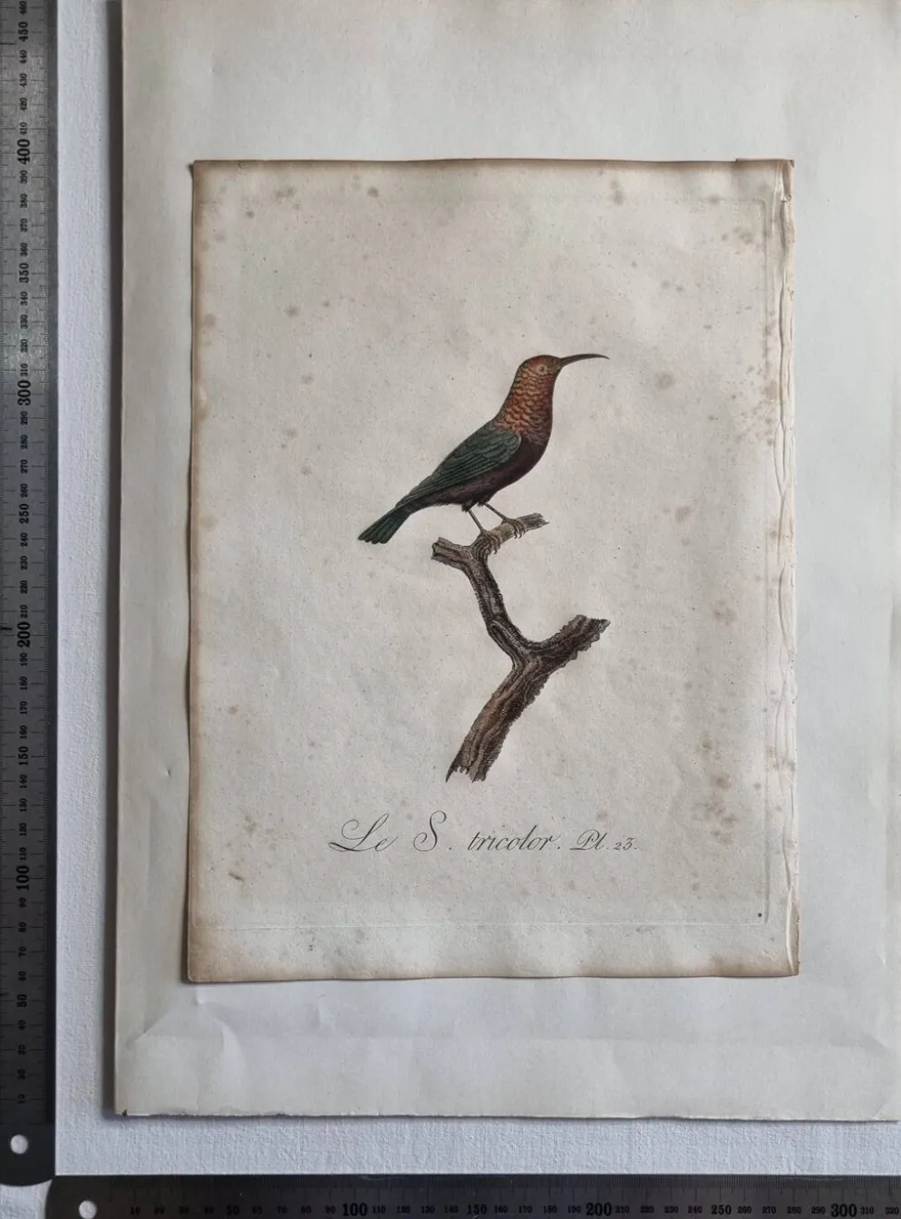 Gravures ornithologiques Audebert & Vieillot 1802 encadrées 50x40 cm