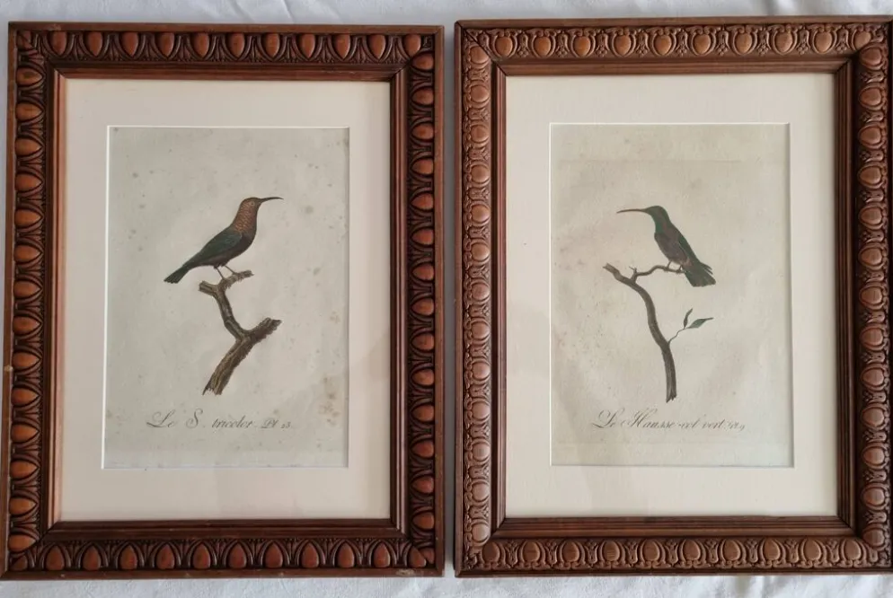Gravures ornithologiques Audebert & Vieillot 1802 encadrées 50x40 cm