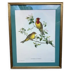 Gravure zoologique oiseaux Euspisa Luteola