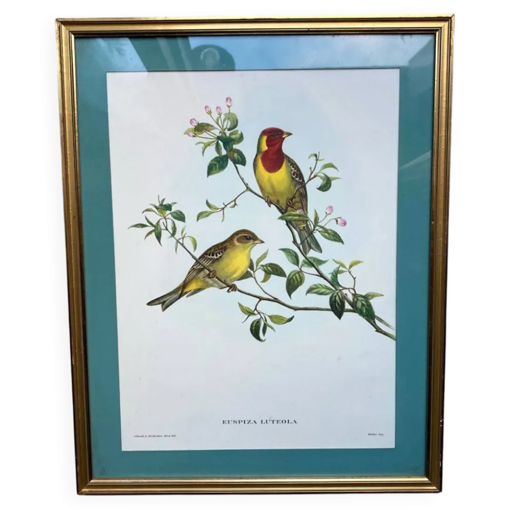 Gravure zoologique oiseaux Euspisa Luteola