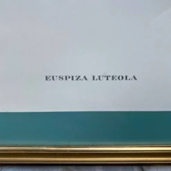 Gravure zoologique oiseaux Euspisa Luteola