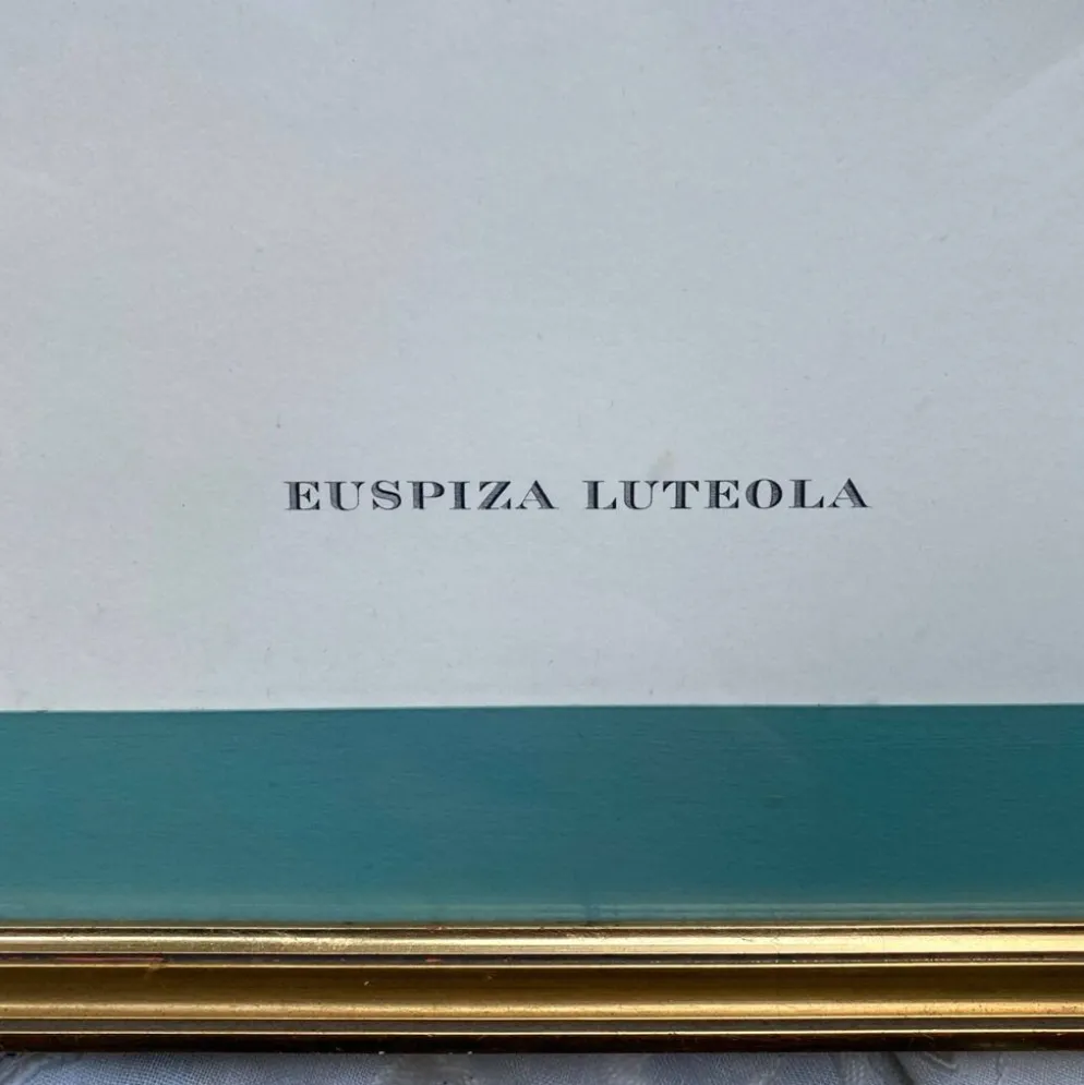 Gravure zoologique oiseaux Euspisa Luteola