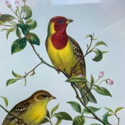 Gravure zoologique oiseaux Euspisa Luteola