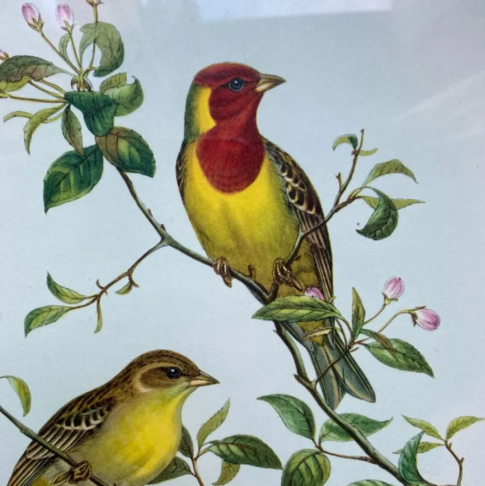 Gravure zoologique oiseaux Euspisa Luteola