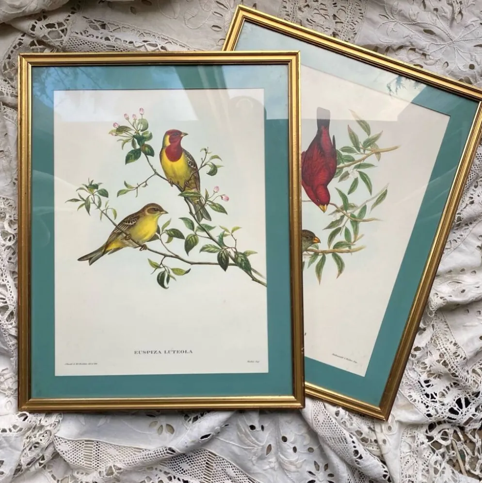 Gravure zoologique oiseaux Euspisa Luteola
