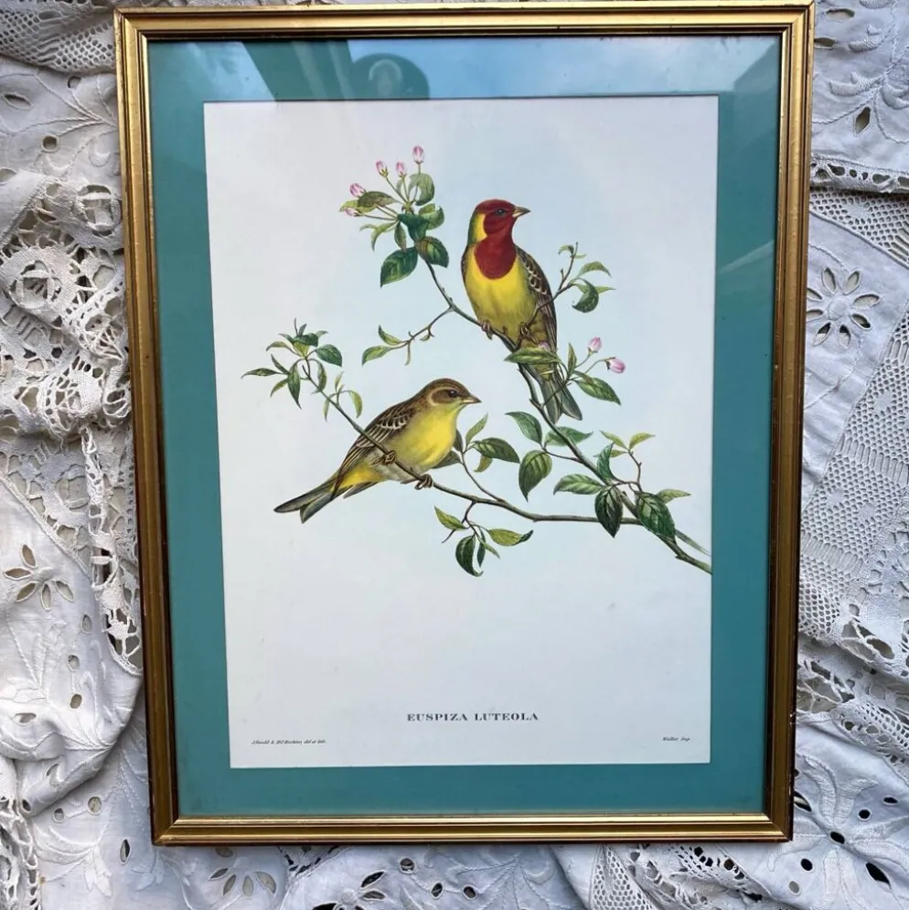Gravure zoologique oiseaux Euspisa Luteola